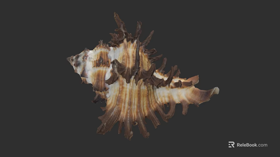 Natural Conch Shell Displaying Brown White Stripes Intricate Texture And Spiky Structure On Dark Background 3d model 