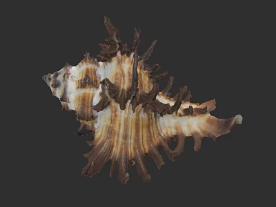 Natural Conch Shell Displaying Brown White Stripes Intricate Texture And Spiky Structure On Dark Background 3d model