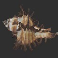 Natural Conch Shell Displaying Brown White Stripes Intricate Texture And Spiky Structure On Dark Background