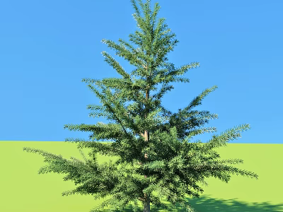 Tall Evergreen Tree With Lush Foliage Against Blue Sky And Green Grassy Field 3d model