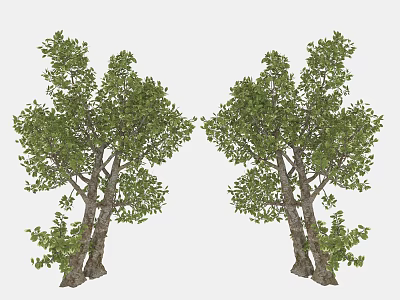 Two Tall Lush Green Arbor Trees In Natural Landscape With Dense Foliage 3d model