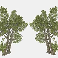 Two Tall Lush Green Arbor Trees In Natural Landscape With Dense Foliage