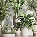 Indoor Potted Plants with Various Green Foliage and Decorative Ceramic Pots for Modern Home Decoration
