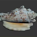 Beautiful Conch With Textured Shell Featuring Blue White And Brown Spots On Dark Background