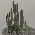 Various Cactus Species Including Tall Columnar And Round Barrel Types With Gravel Base