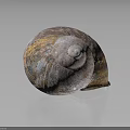 Unique Colorful Textured Marine Snail Shell Showcased On Dark Reflective Background