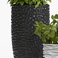 Bonsai Potted Plants With Green Foliage In Black Textured And White Rippled Pots