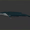 Blue Whale Marine Animal With Deep Blue Color And Smooth Surface Isolated On Gray Background