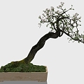 Bonsai 3d model