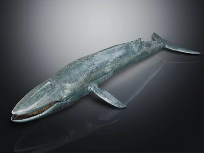 Teal Whale Sculpture With Textured Surface And Distinct Outline On Dark Background 3d model