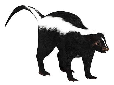 Black and White Striped Skunk with Distinctive Fur Pattern and Long Tail 3d model