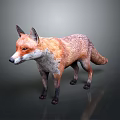 Realistic Red Fox With Orange And White Fur Standing On Grey Background Showing Detailed Texture