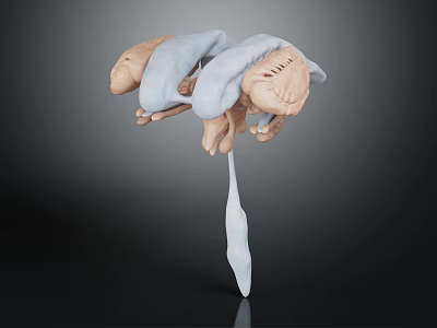 Abstract Biological Form With Fleshy Textured Parts And White Covering Layers 3d model