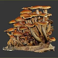 Vibrant Orange Red Mushrooms Growing On Wood With Red Edge Caps Forming Small Landscape