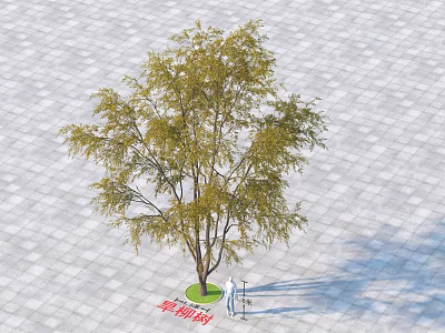 Single Arbor Tree With Green Leaves Strong Trunk On Stone Pavement And Person Standing Nearby 3d model