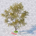 Single Arbor Tree With Green Leaves Strong Trunk On Stone Pavement And Person Standing Nearby