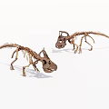 Two Realistic Dinosaur Skeleton Models Standing Erect On White Background 3d model