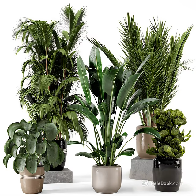 Indoor Potted Plants With Various Green Large Leaf Types In Different Material Pots 3d model