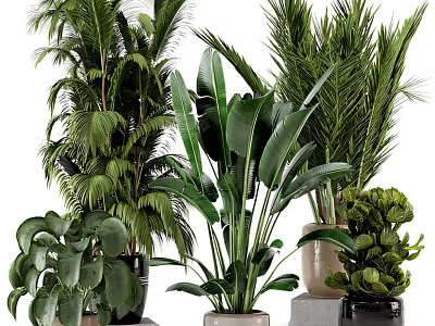 Indoor Potted Plants With Various Green Large Leaf Types In Different Material Pots 3d model