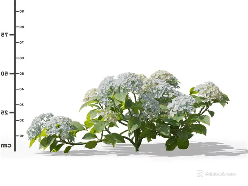 Beautiful White Hydrangea Flowers With Lush Green Leaves And Fresh Blooms 3d model 
