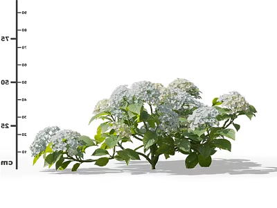 Beautiful White Hydrangea Flowers With Lush Green Leaves And Fresh Blooms 3d model