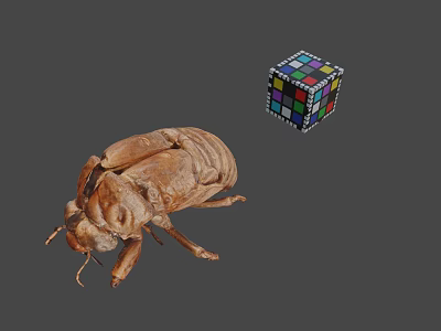 Detailed Vintage Beetle Specimen With Colorful Rubik's Cube On Gray Background 3d model