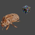 Detailed Vintage Beetle Specimen With Colorful Rubik's Cube On Gray Background