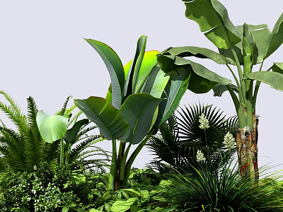 Lush Tropical Plants With Large Green Leaves And Various Foliage In Garden 3d model