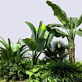 Lush Tropical Plants With Large Green Leaves And Various Foliage In Garden