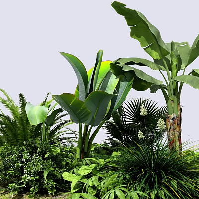 Lush Tropical Plants With Large Green Leaves And Various Foliage In Garden 3d model