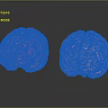 Two Pink Brain Models on Black Surface With Clear Reflections 3d model