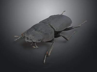 Black Beetle With Hard Shell Detailed Antennae And Legs On Dark Background 3d model