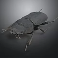 Black Beetle With Hard Shell Detailed Antennae And Legs On Dark Background