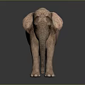 Brown Elephant Standing On Reflective Surface With Dark Gradient Background 3d model