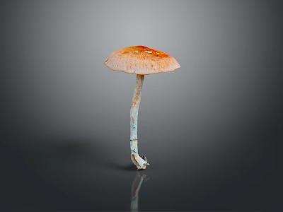 Fresh Edible Mushroom With Orange Cap And White Stem On Dark Surface 3d model
