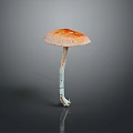 Fresh Edible Mushroom With Orange Cap And White Stem On Dark Surface
