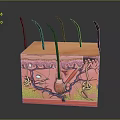 Human Skin Organ Hair Cross Section Structure With Hair Follicles And Anatomical Details