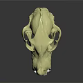 Detailed Animal Skull Structure With Light Yellow Color And Canine Teeth On Dark Background