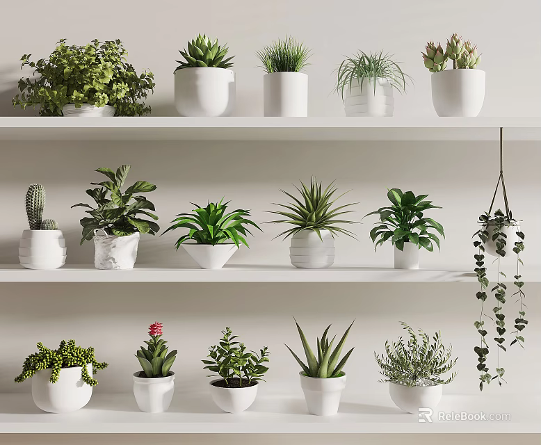 Bonsai Potted Plants Variety of White Ceramic Pots on Shelf Display with Green Foliage 3d model 