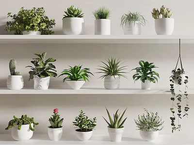 Bonsai Potted Plants Variety of White Ceramic Pots on Shelf Display with Green Foliage 3d model