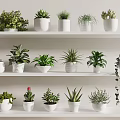 Bonsai Potted Plants Variety of White Ceramic Pots on Shelf Display with Green Foliage