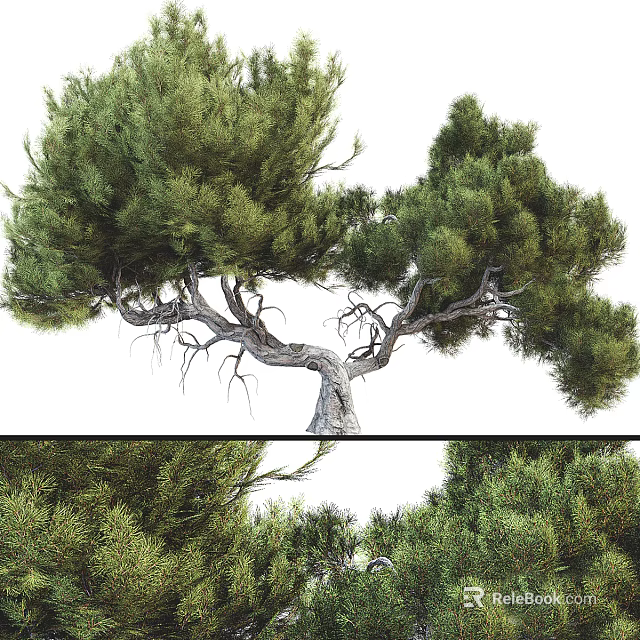 Tall Mature Arbor With Lush Green Foliage Curved Trunk And Spreading Canopy 3d model 