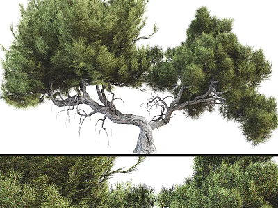 Tall Mature Arbor With Lush Green Foliage Curved Trunk And Spreading Canopy 3d model