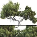 Tall Mature Arbor With Lush Green Foliage Curved Trunk And Spreading Canopy