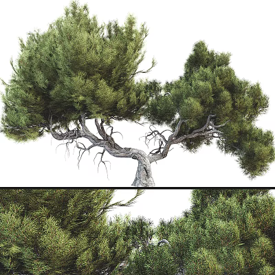 Tall Mature Arbor With Lush Green Foliage Curved Trunk And Spreading Canopy 3d model