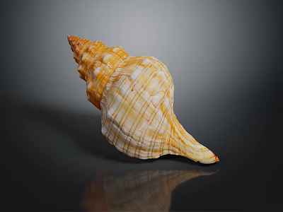Orange and White Striped Conch Shell on Dark Background with Reflection 3d model