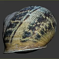 Unique Snail Shell Featuring Colorful Blue Brown Patterns On Shiny Surface 3d model