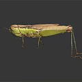 Green and Brown Grasshopper Standing Isolated on Dark Background with Long Legs and Antennae