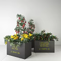 Colorful Garden Decorative Plants In Black Square Planters With Red Berries And Yellow Flowers