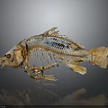 Fish Skeleton With Detailed Bone Structure Light Yellowish Beige Color On Grey Background 3d model